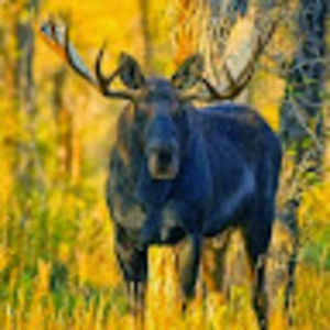 Meet your Posher, Terra